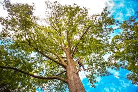 Best Tree Disease Treatment  in Larkspur, CA