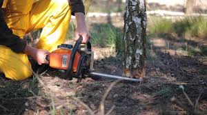 Best Leaf Removal  in Larkspur, CA