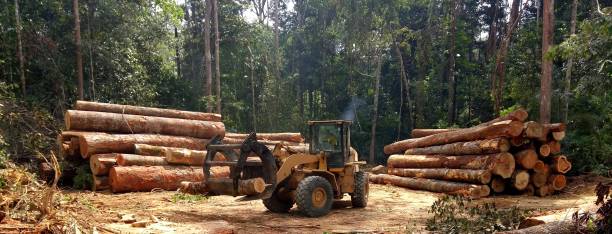 How Our Tree Care Process Works  in  Larkspur, CA