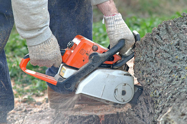 Best Storm Damage Tree Cleanup  in Larkspur, CA