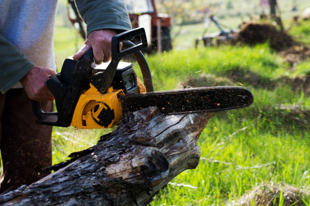 Larkspur, CA Tree Care Company